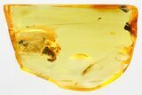 Detailed Fossil Leafhopper (Cicadellidae) In Baltic Amber #346669-1